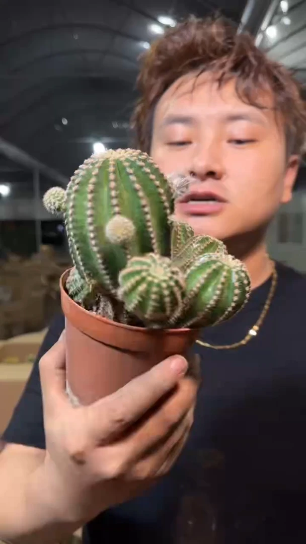 7-10cm 黑金刚 带崽【带根】