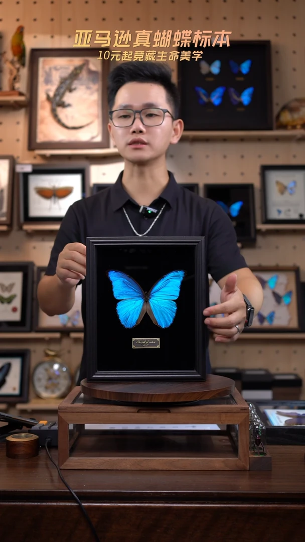 大蓝闪蝶黑绒底版10寸欧式框
