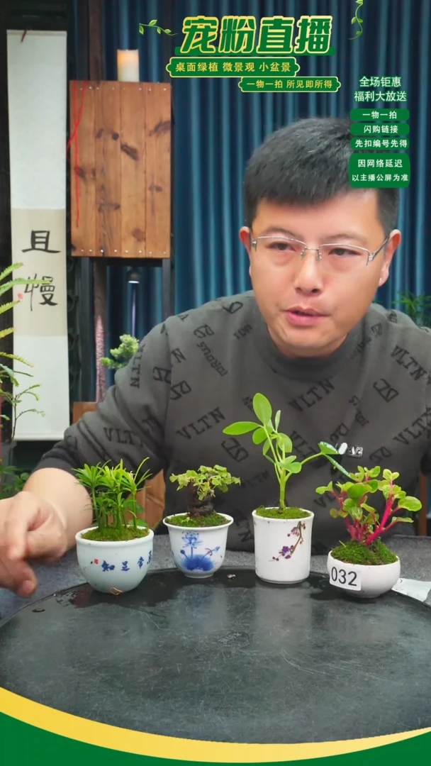 无花朵?****鼠苔藓微景观032号