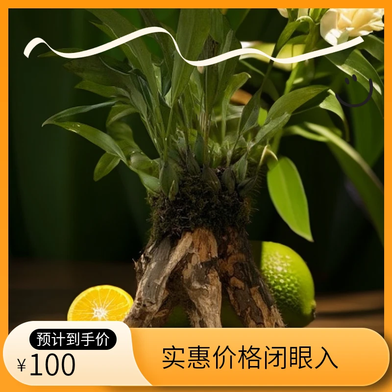 超级贝母兰冬春天开花 花期长稀少植物