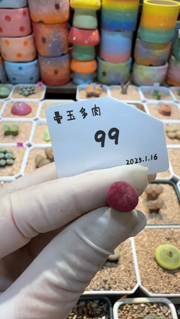 【闪购商品】25.1.16-99