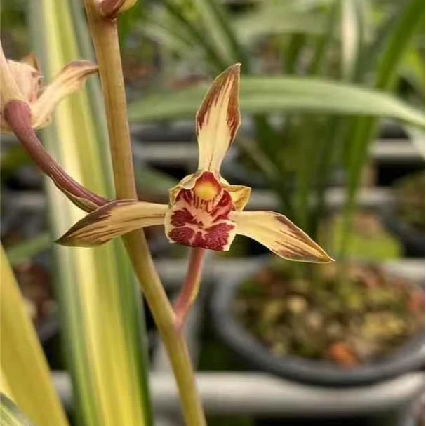 墨兰【金如意】浓香兰花宽叶墨兰