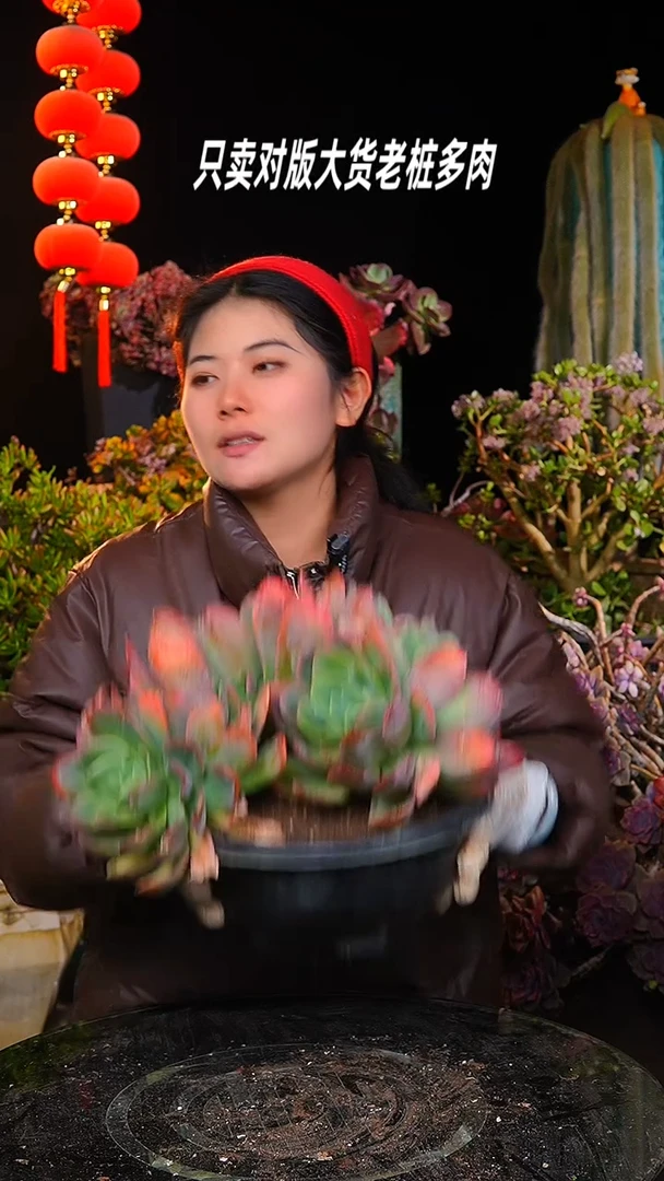 【闪购商品】大彩蝶仙子35号