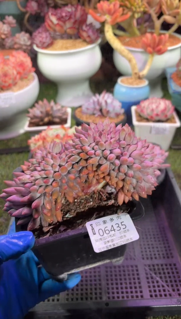 【闪购商品】06435