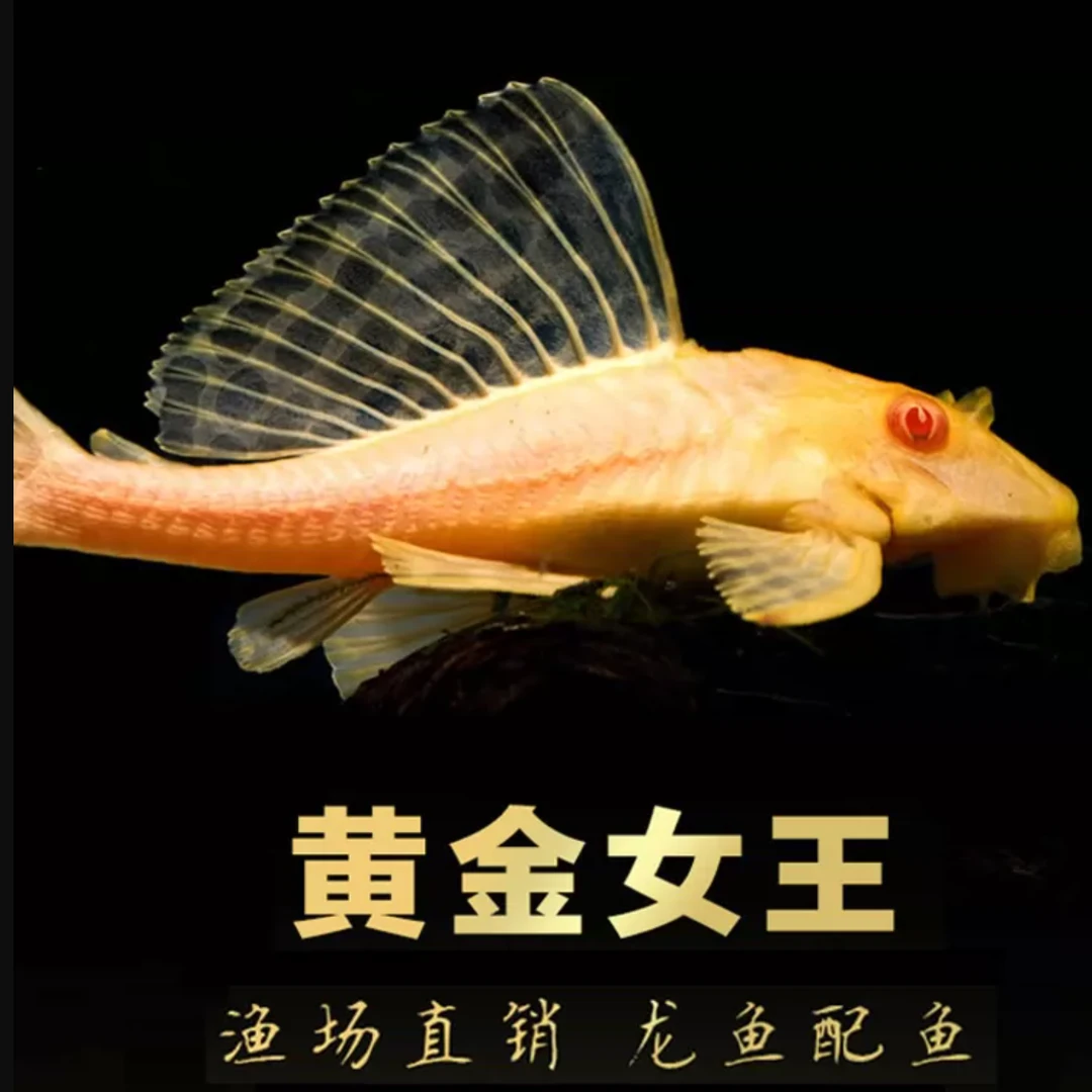 女王大帆清道夫工具鱼除藻清缸工具鱼热带观赏鱼