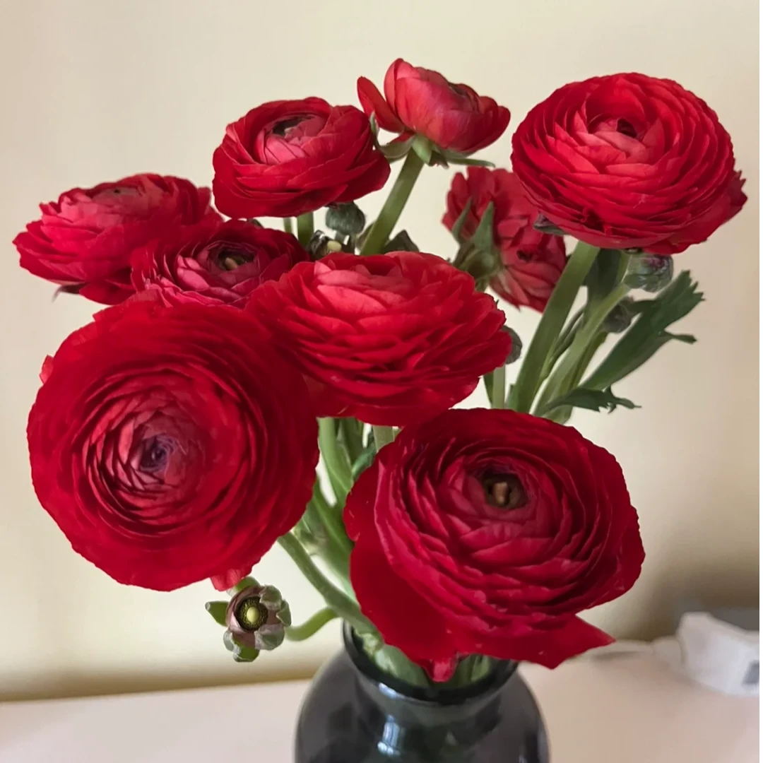 【王安园艺】高品质红色洋牡丹基地直发高品质鲜切花