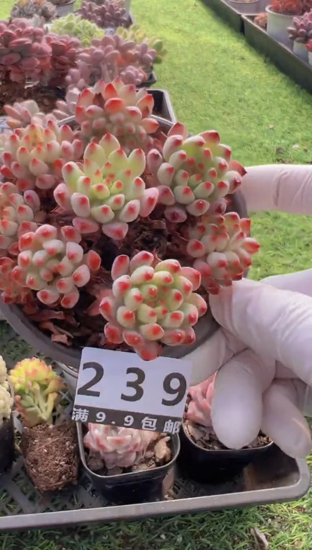 【闪购商品】信福多肉一物一拍