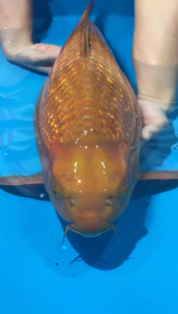 锦鲤佛山金隆锦鲤直播专用闪购链接，不支持7天无理由退货退款