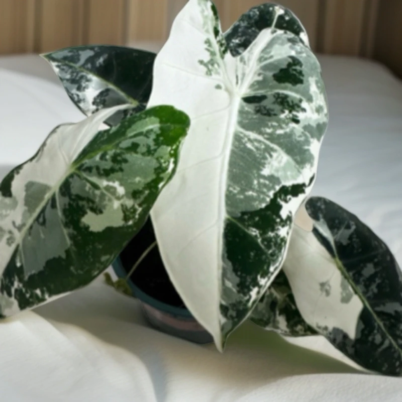 绿天鹅绒海芋锦室内易养净化空气