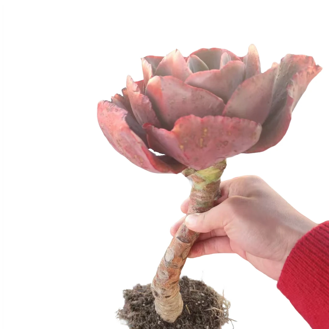 精品多肉  大叶秀妍