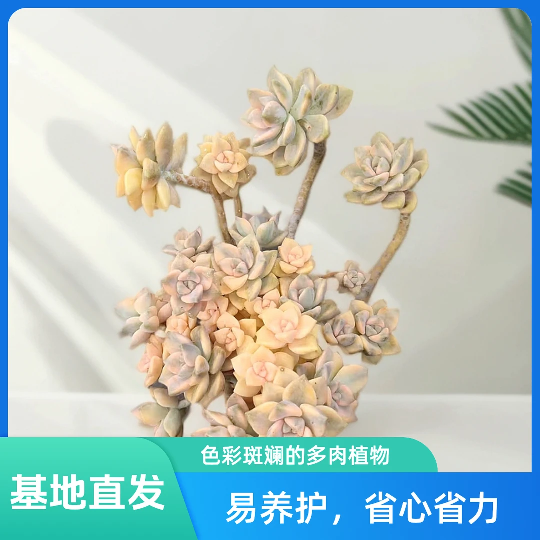 挚爱 老桩美杏锦 【带盆土】新手好养好看阳台庭院 多肉植物