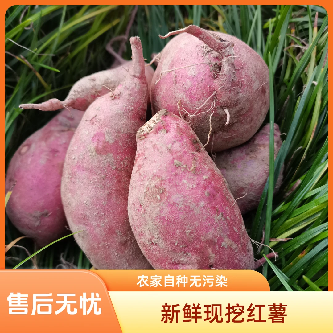 【书记助农】农户自种现挖红薯