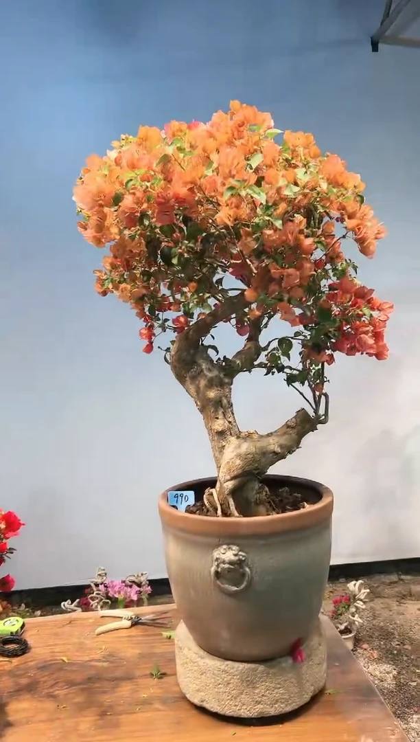 三角梅专场一物一拍90