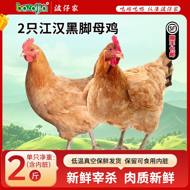 【bozaijia】波仔家江汉黑脚母鸡单只净重1kg*（2只）散养土鸡