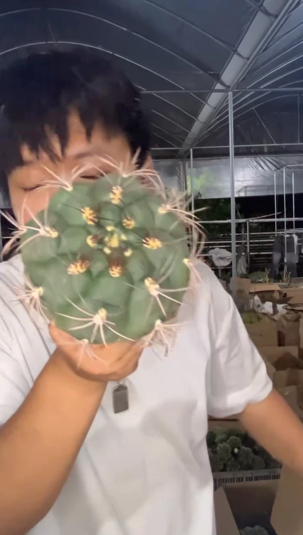 新天地 8-11cm 实生根