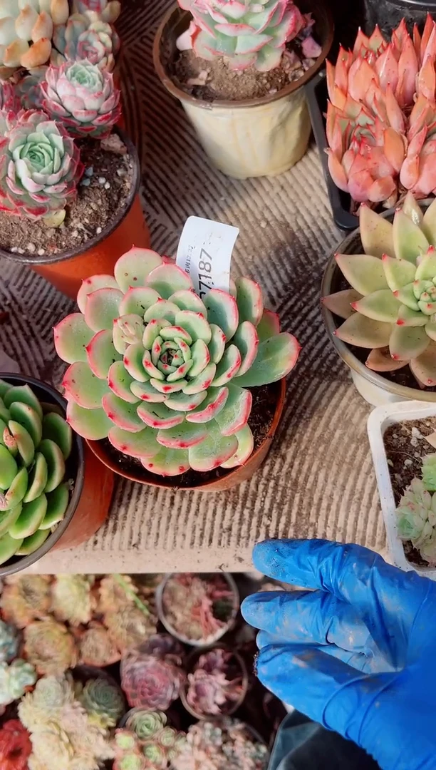 夕*红跃跃精品多肉27187