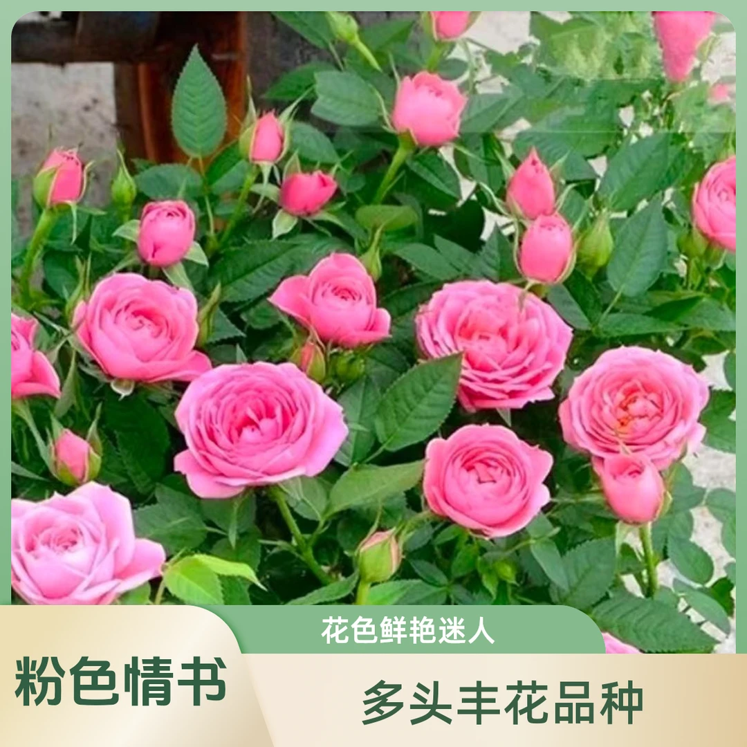 树桩月季多种款式多种花色可选