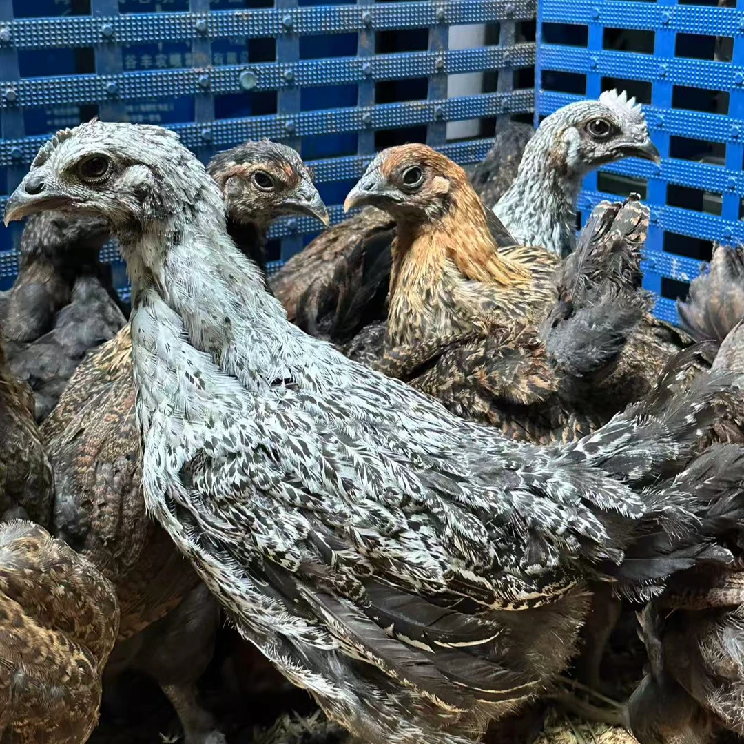 云南老品种土鸡高山散养活体宠物鸡包邮发货