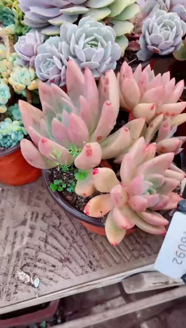 悠*多肉植物一物一拍16092