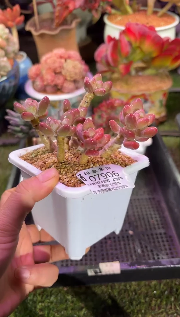 【闪购商品】07906