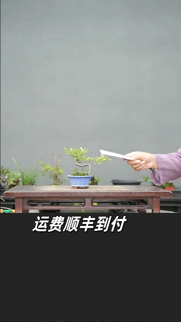 大****兵52