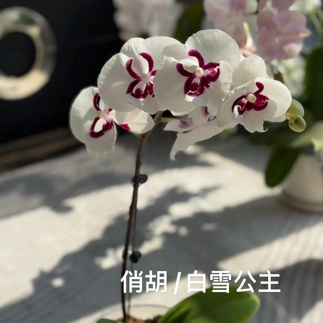 蝴蝶兰白雪公主115硬杯