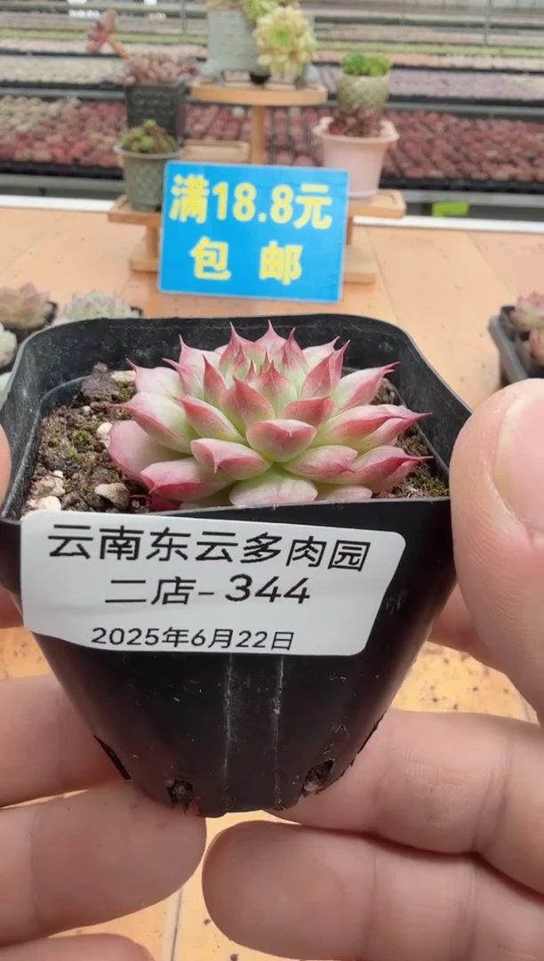 东云多肉园二店-344