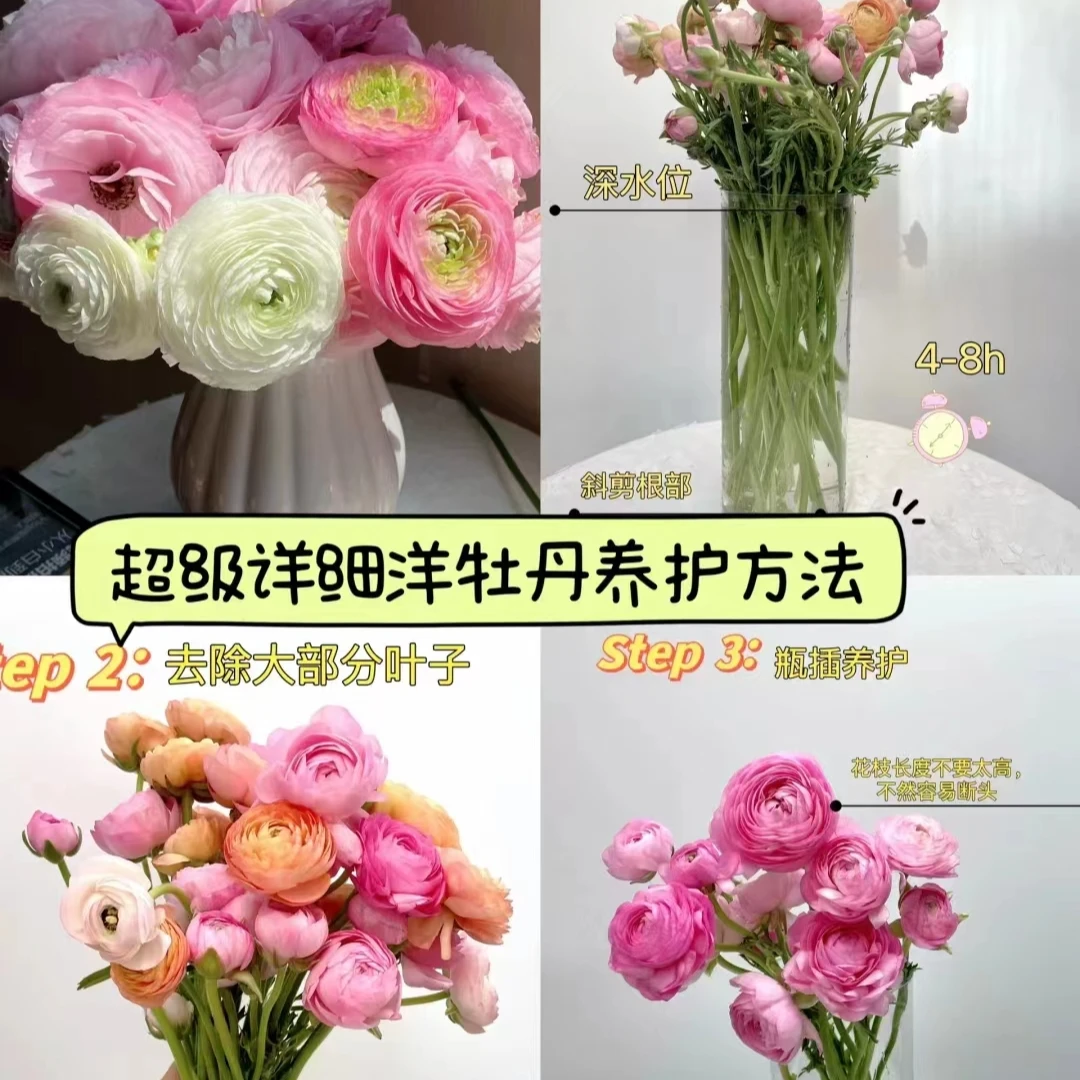 混搭洋牡丹-基地直接出货，次日达今天下单明天到