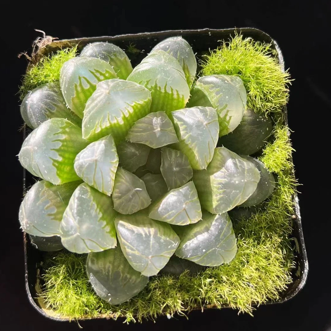 大只宫灯雨露多肉玉露冠幅4-8满16.8包邮水晶龟甲龙多肉盆栽