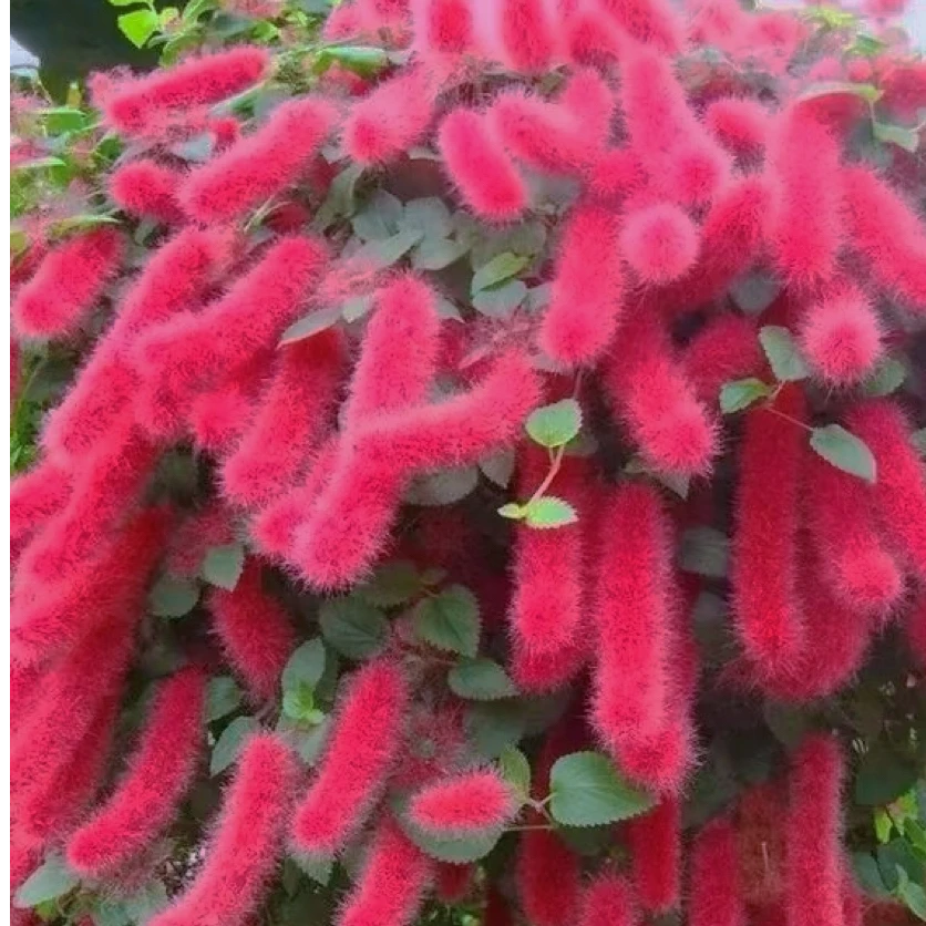 吊兰盆栽岁岁红植物花期长达300天多年生宿根植株耐热耐寒易养护