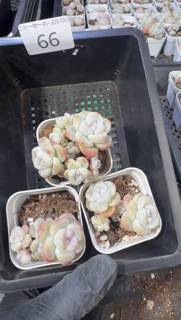 【闪购商品】66号到手1框--江北多肉