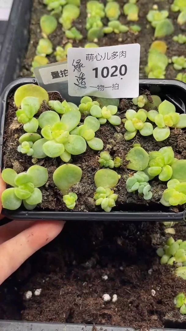 1020 绿透切糕多肉植物多肉植物量拍