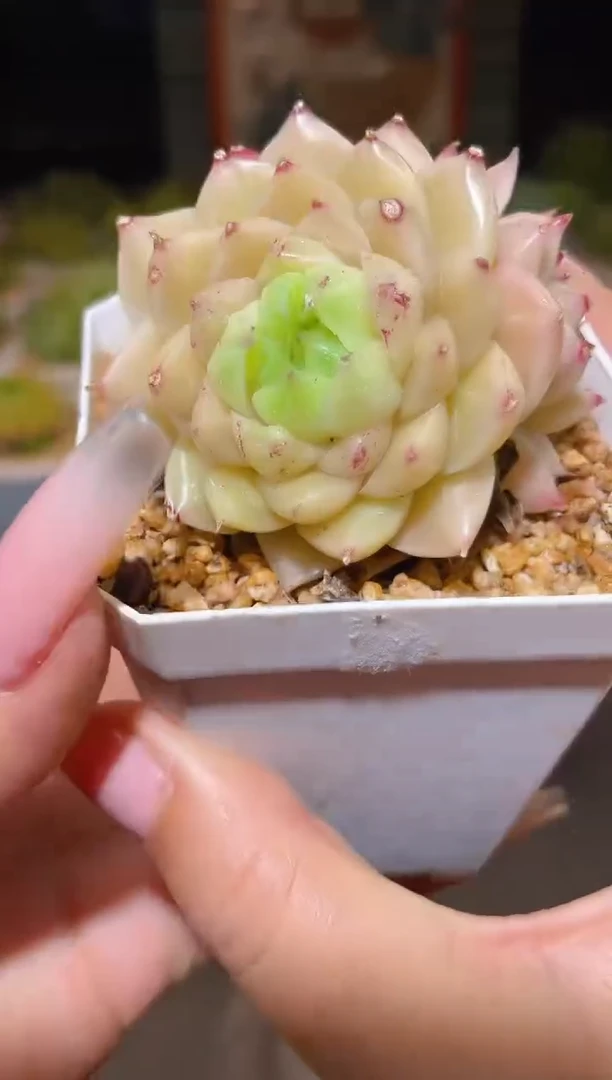 297  小纯  一物一拍