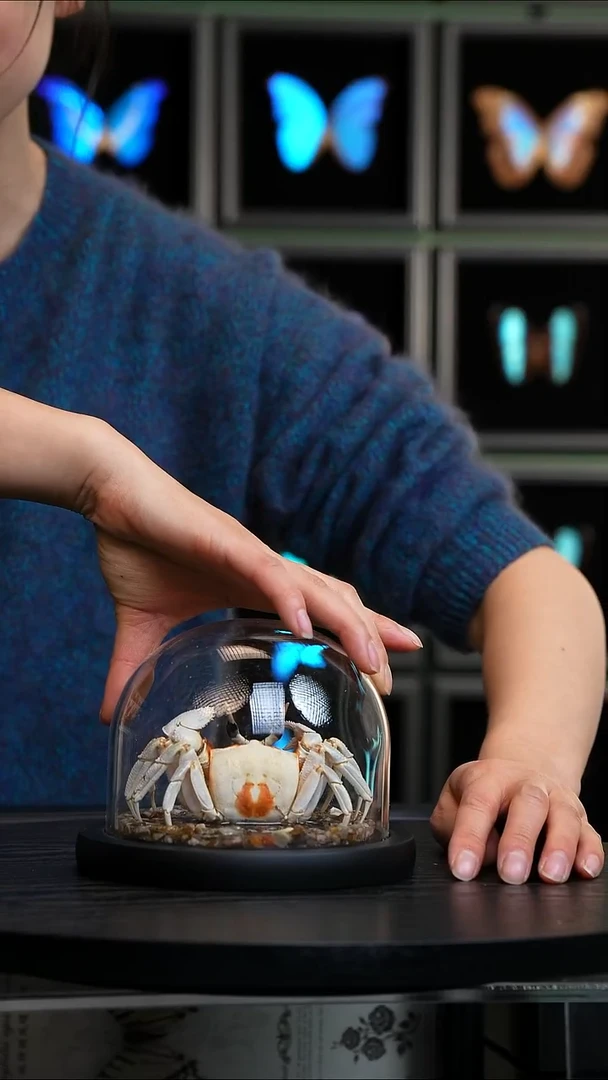 沙蟹标本玻璃罩款