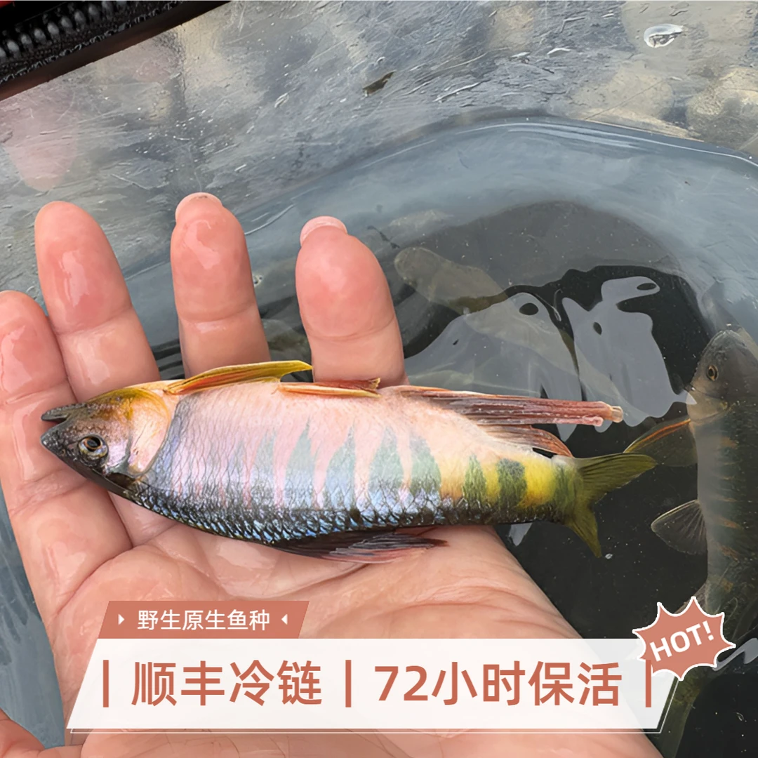 原生鱼长鳍鱲冷水观赏鱼桃花鱼发色溪流缸群游可混养活体包邮包活