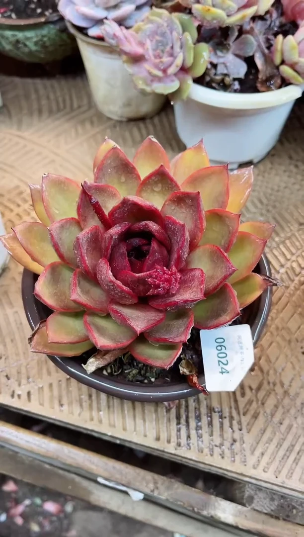 【闪购商品】06024