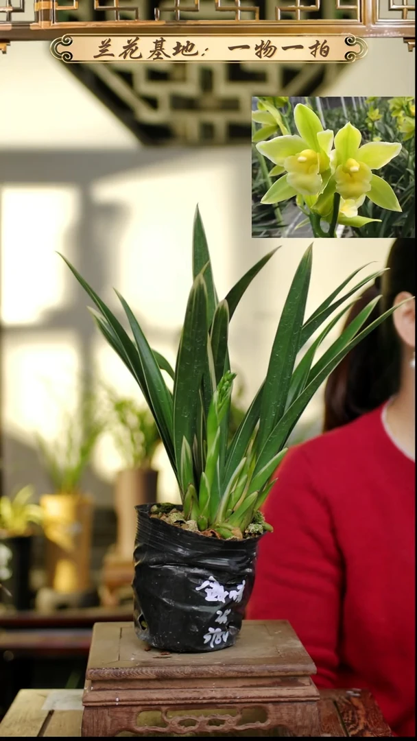 完全开放金如意2花苞