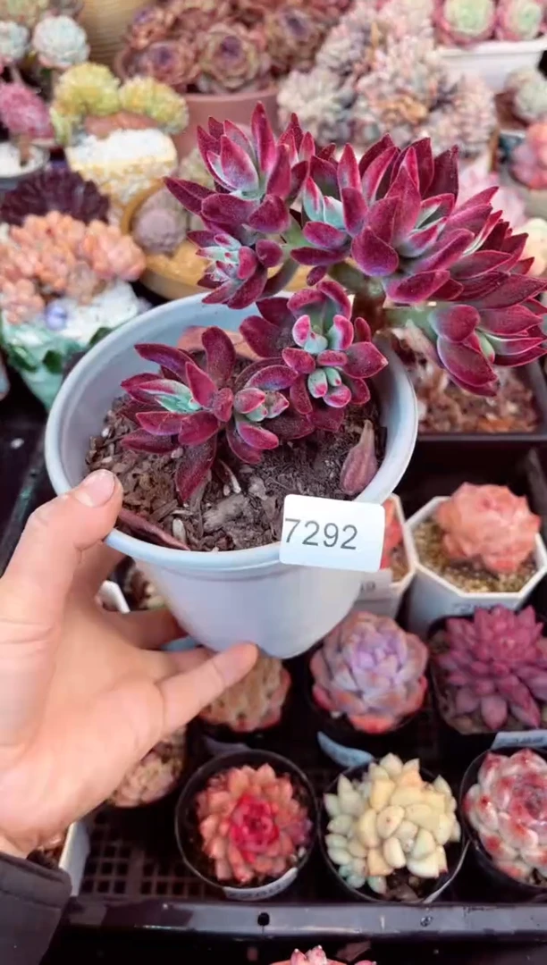 【闪购商品】7292锦晃星缀化多肉