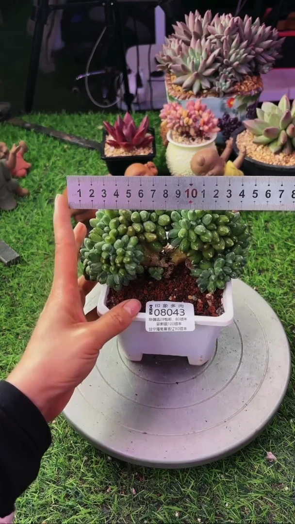 昆明印象多肉08043