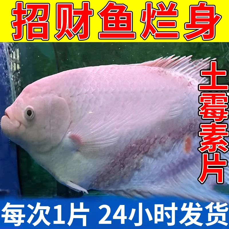 土霉素片鱼药招财鱼观赏鱼白点烂肉烂尾鱼病大全抗菌消炎鱼病兽药