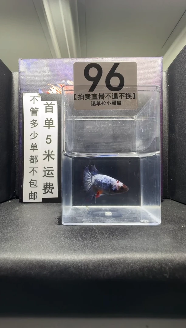 斗鱼母鱼编号：96