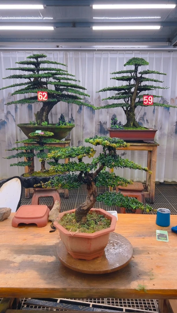 无花朵精品盆景直播间一物一拍