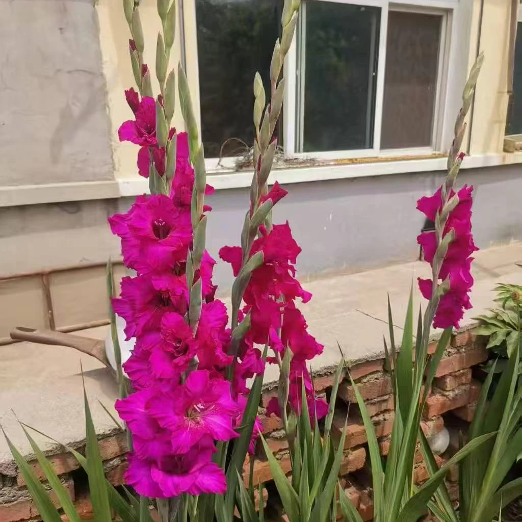 新品【紫金山】8/10唐菖蒲/剑兰种球多年生耐热花园阳台可盆栽地栽