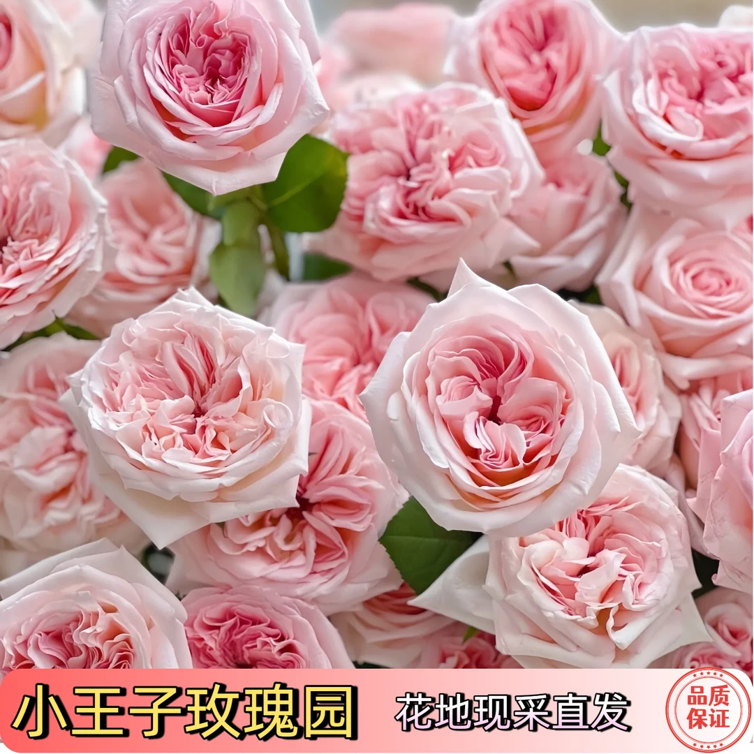 【小王子玫瑰园】粉荔枝送养花粉