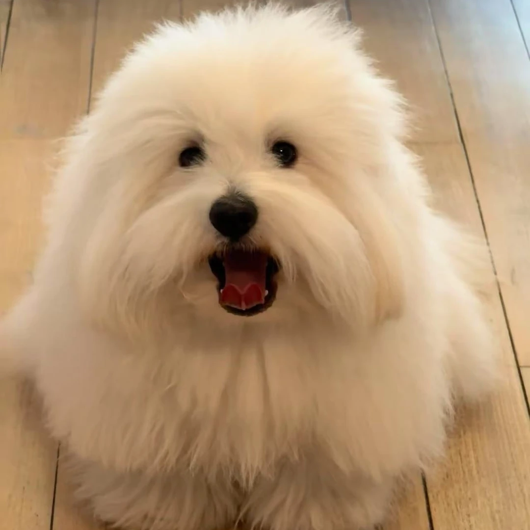 【万客棉花面纱乐园】棉花棉纱犬（一物一拍）家庭宠物狗活体可爱幼犬