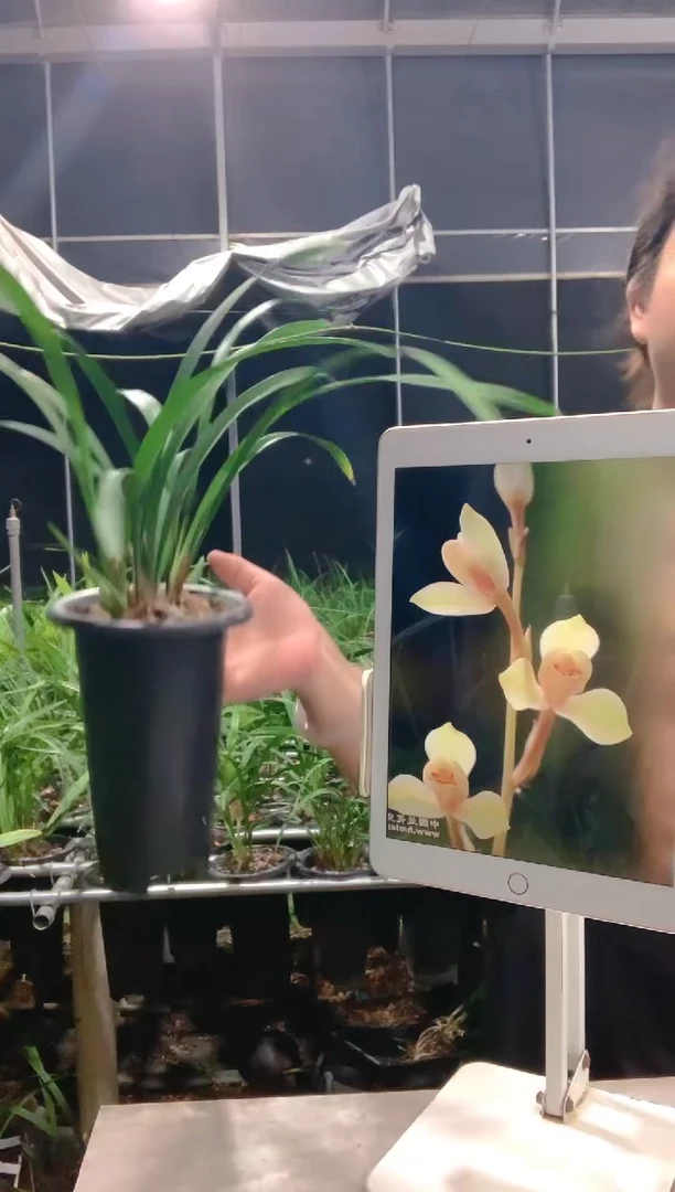 大部分开放少量花苞红中华水仙