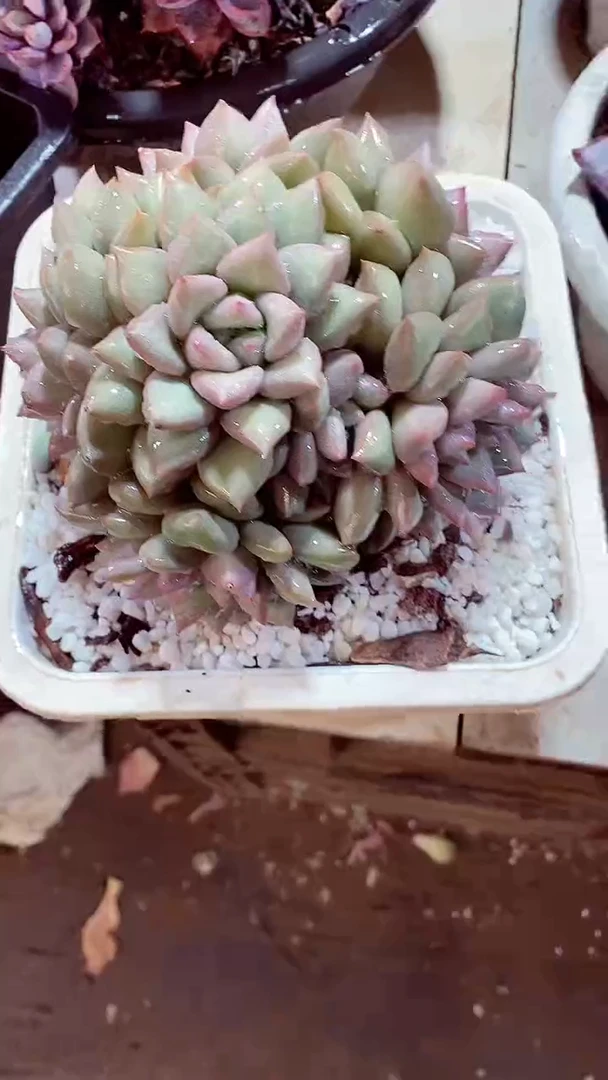 【闪购商品】黄金象牙群29.99