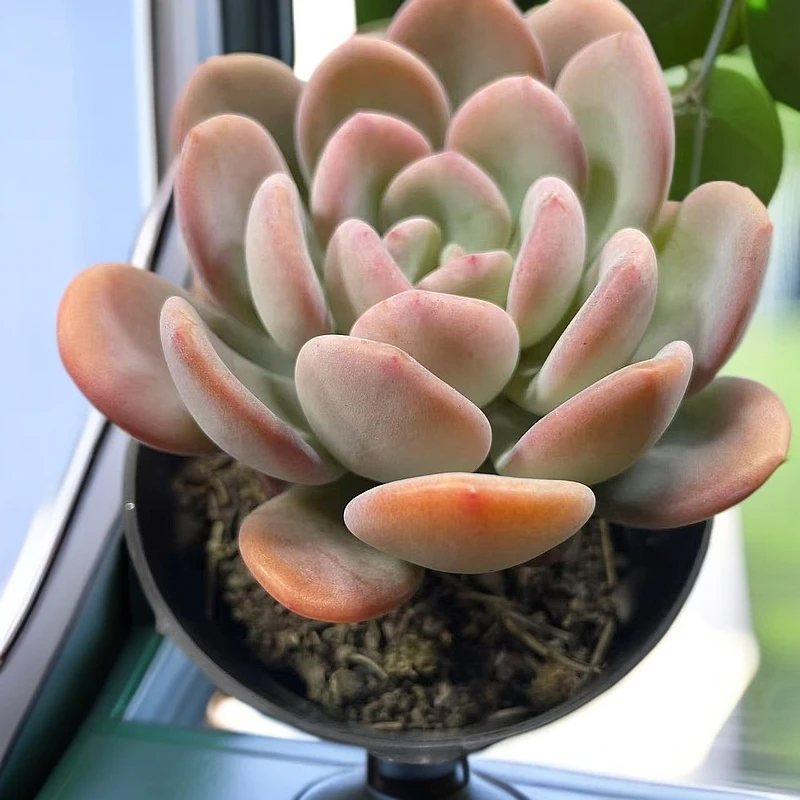 香橙多肉植物（脱土发货）阳台露台办公室绿植植新手好养好活