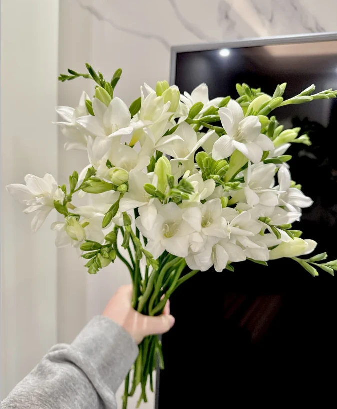 【植此花家】白色香雪兰  发货生花苞 鲜花到货需要醒花