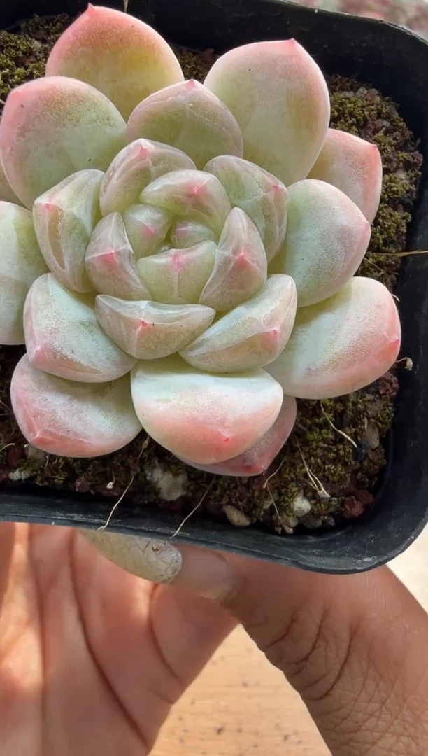 东云多肉园二店-408